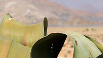 Welwitschia mirabilis-Parque Nacional do Iona-Angola